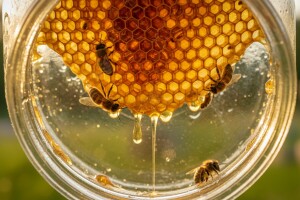 Dresirao pčele da med prave - u tegli!