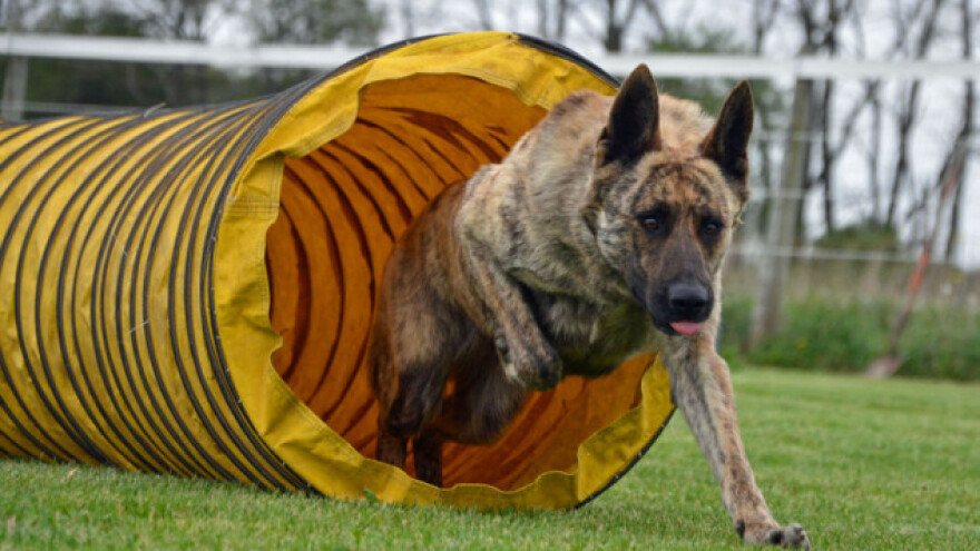 Kako izdresirati pastirskog psa?