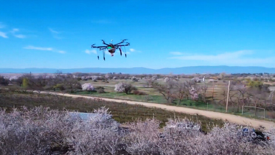 Dron u sat vremena opraši do 10 hektara nasada voća?