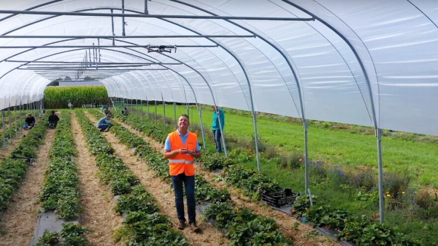 Dron broji cvetove i plodove jagoda - pomoć u proceni roda?