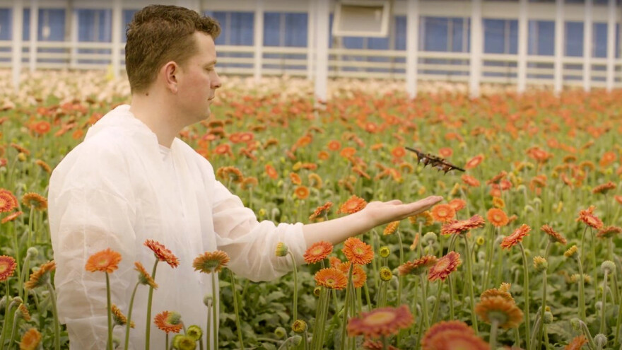 Zaštita od štetnika u stakleniku: Dron u letu uništava moljca?