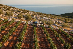 Dronovi lete - koliko maslini treba vode i gnojiva?