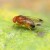 Octena mušica može ugroziti i izvoz voća