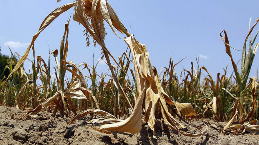 Šteta od suše u Srbiji preko milijardu evra