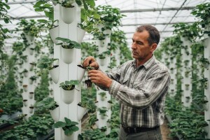 Druga godišnja berba jagoda