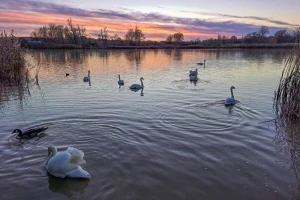 Drugi slučaj ptičje gripe potvrđen u Koprivničko-križevačkoj županiji