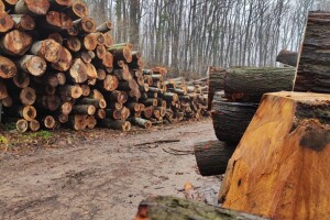Porasla proizvodnja ogrjevnog drva u Europskoj uniji
