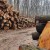 Porasla proizvodnja ogrjevnog drva u Europskoj uniji