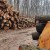 Obim radova na proizvodnji drvnih sortimenata pao za 50 odsto
