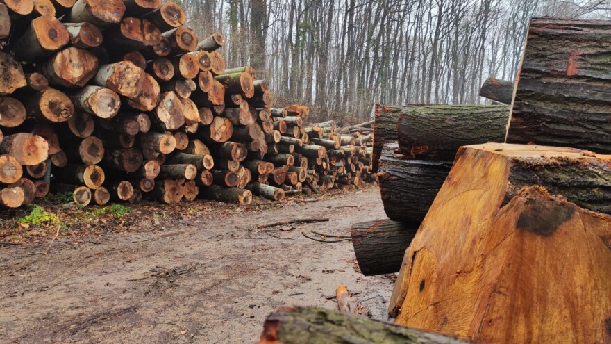 Uhapšeni: Ukrali 14,8 kubnih metara državne drvne mase?