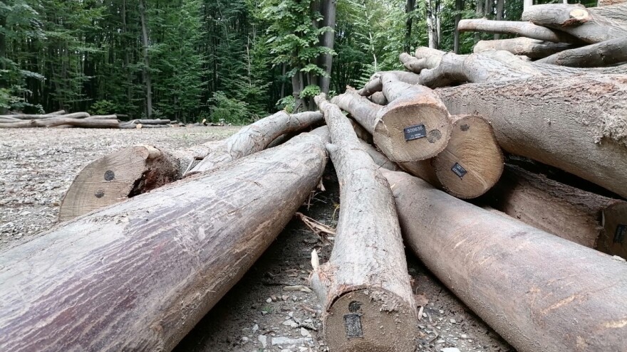 Mladić nastradao kod Tutina tokom seče šume