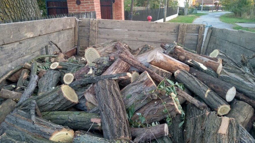 Seča i krađa preko 100 kubika drveta