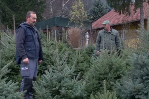 Prva drvca za prodaju tek nakon osam godina