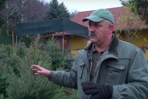 Kupci zahtijevaju domaća drvca s deklaracijom