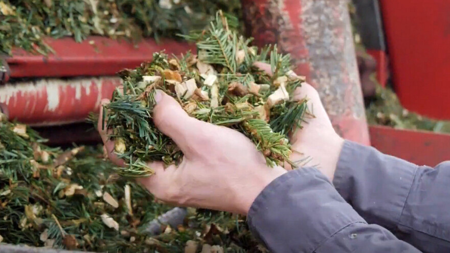 Božićno drvce poslužit će i kao stelja za krave