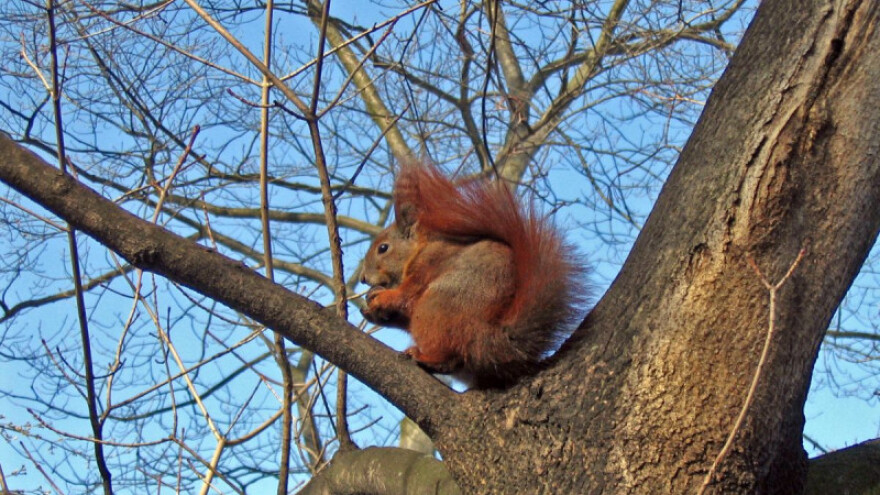 Bukva na kontinentu odlična, u gorju slaba