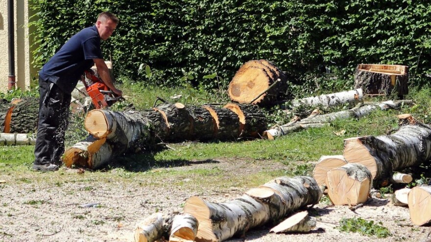 Prioritet treba biti smanjenje krčenja šuma u zemljama u razvoju!