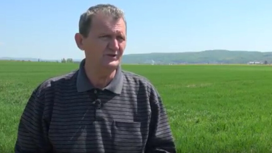 Očekuje se nešto slabiji urod pšenice i uljane repice