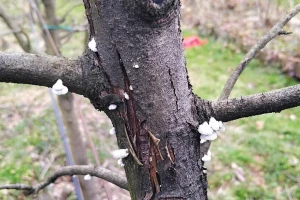 Kako se rešiti drvenara? Osim insekticida, pomoći će i začini
