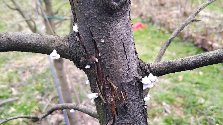 Kako se riješiti drvenara? Osim insekticida, pomoći će i začini