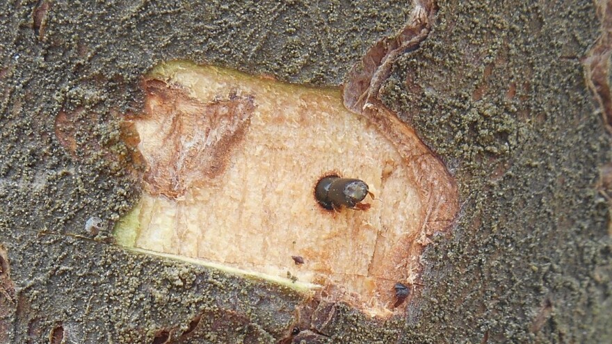 Drvenar napada iscrpljena stabla voća, a vezan i za vodeni stres biljke