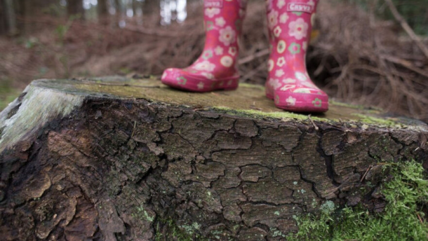 Novi model raspodjele drvne mase?