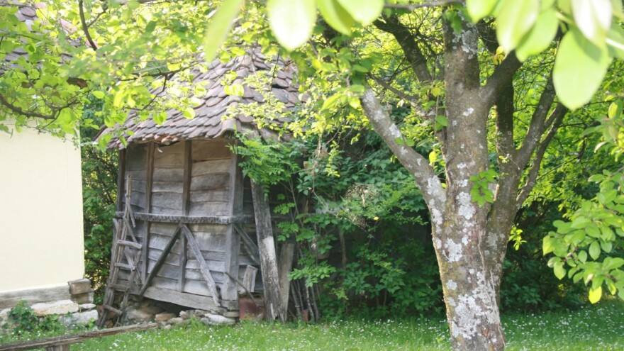 Kako ukloniti drvo koje vam narušava prostor