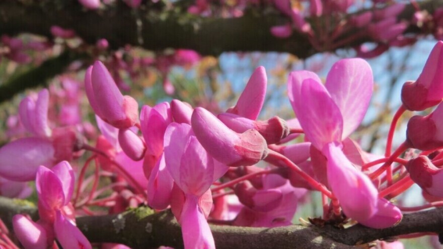 Judino drvo - stablo cvjetova boje proljeća