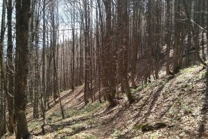 Od sad bez kontrole kvaliteta kod izvoza drvnih sortimenata iz BiH?