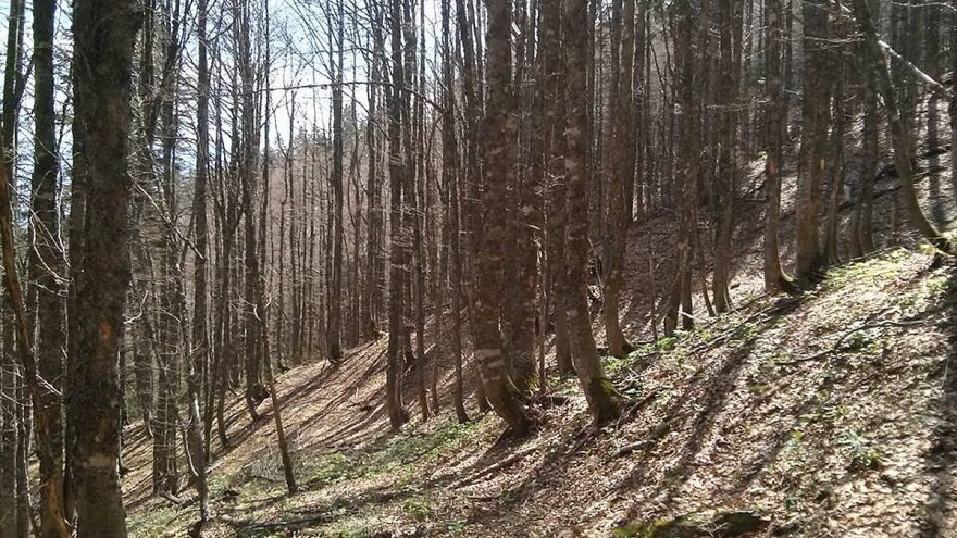 Od sad bez kontrole kvaliteta kod izvoza drvnih sortimenata iz BiH?