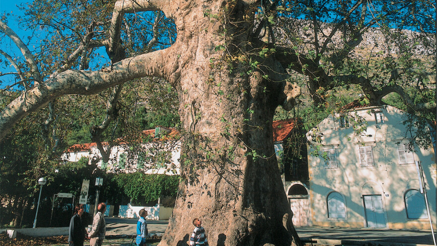 Platana iz Dubrovnika u izboru za europsko stablo godine!