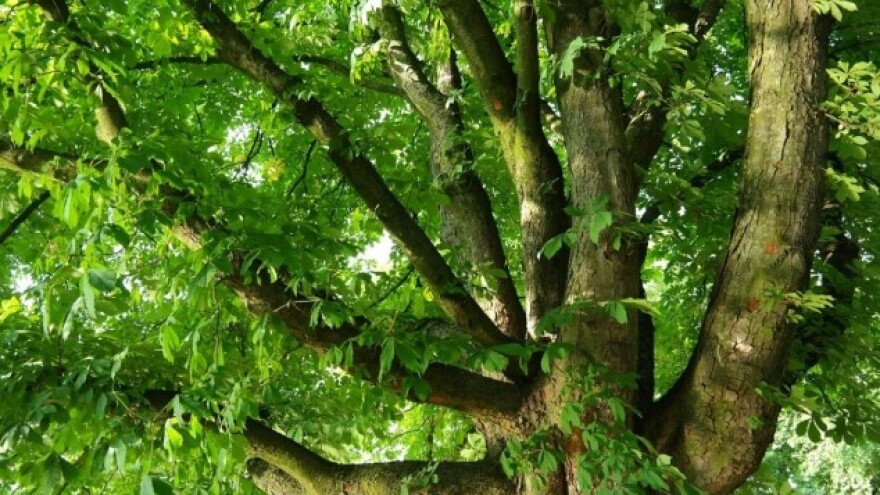 Rak kore gorući problem šuma pitomog kestena
