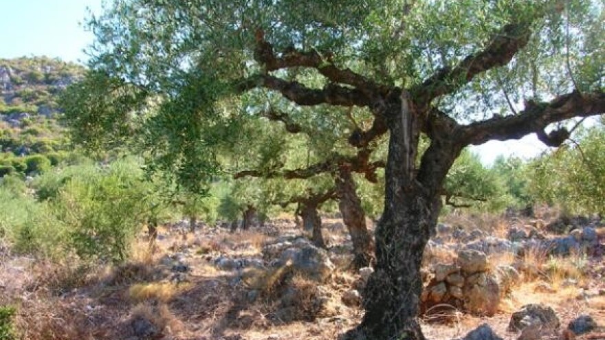 Maslina ponovo cvate