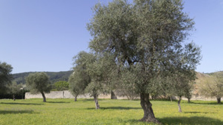 Obavijest maslinarima o provedbi zaštite