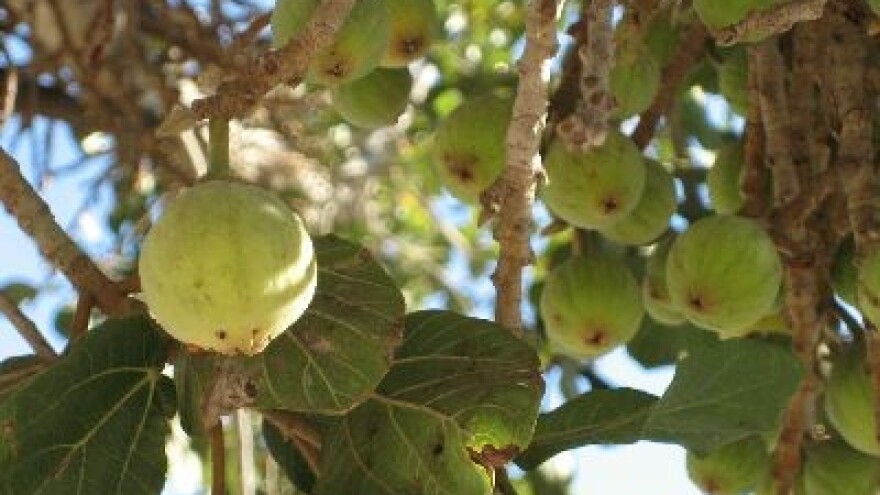Smjernice razvoja voćarstva