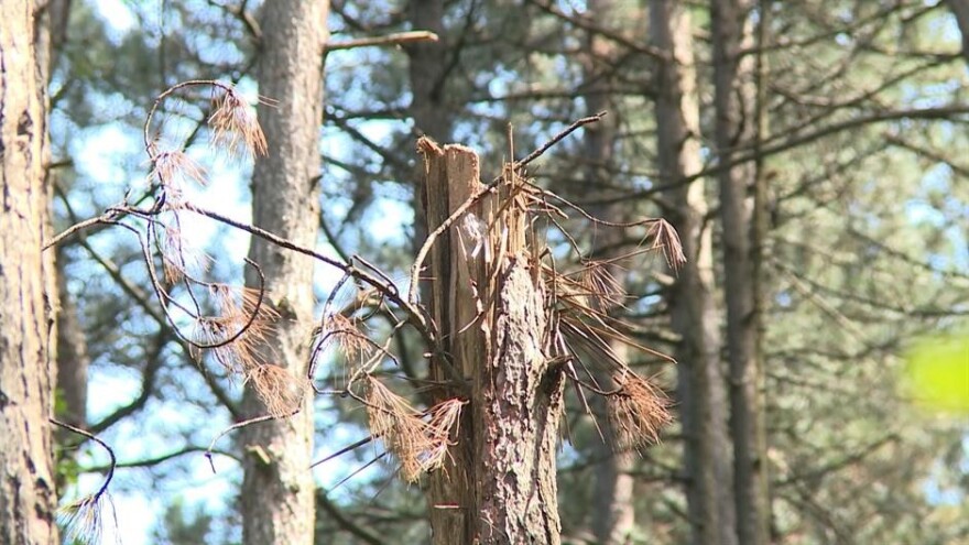 Crv potkornjak poharao šume!