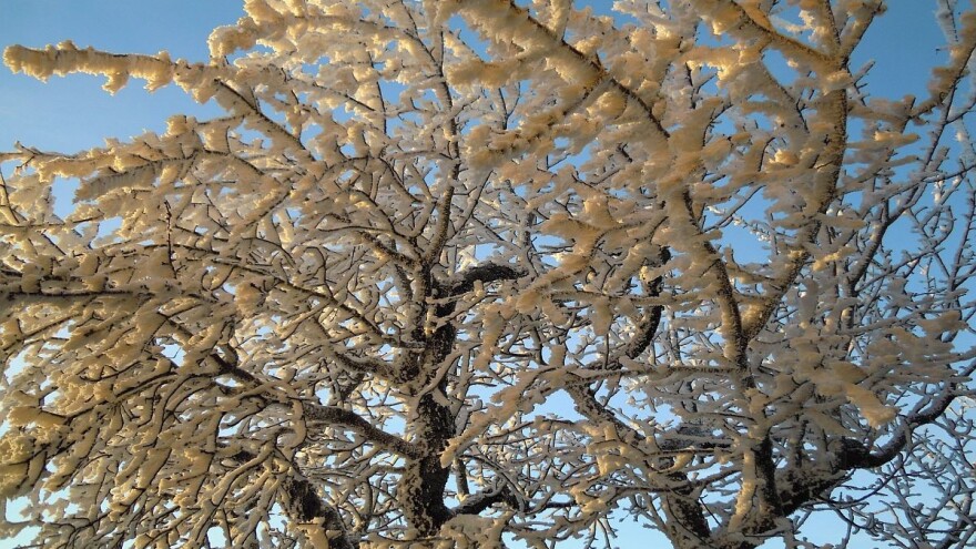 Rezidbom višnje obnoviti stablo i povećati kvantitet i kvalitet roda