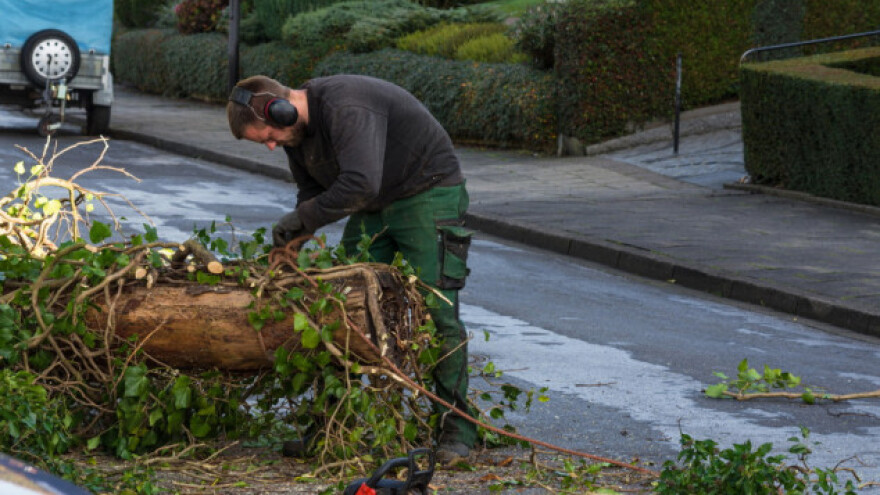EU ulaže milione eura u irski šumarski sektor