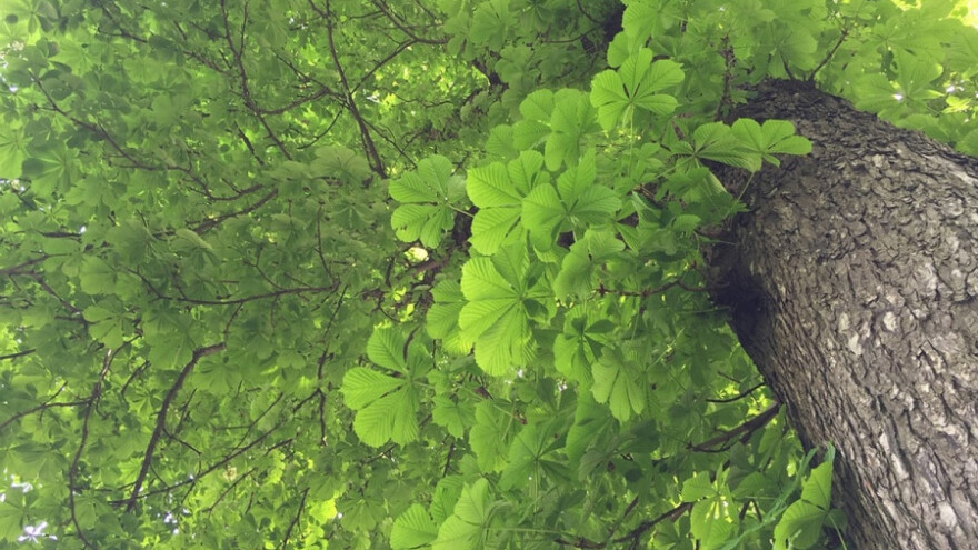 Sadite drveće na pravom mestu!