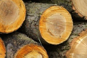 Mali drvoprerađivači u potrazi za ulagačima