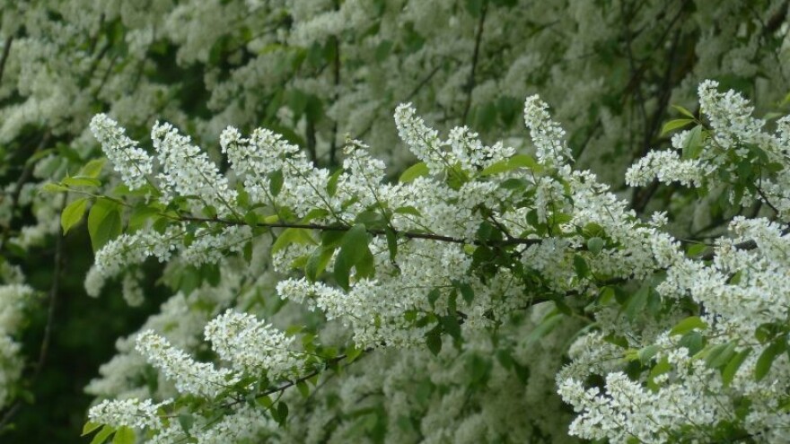 Kod sremze je vrlo bitna doza