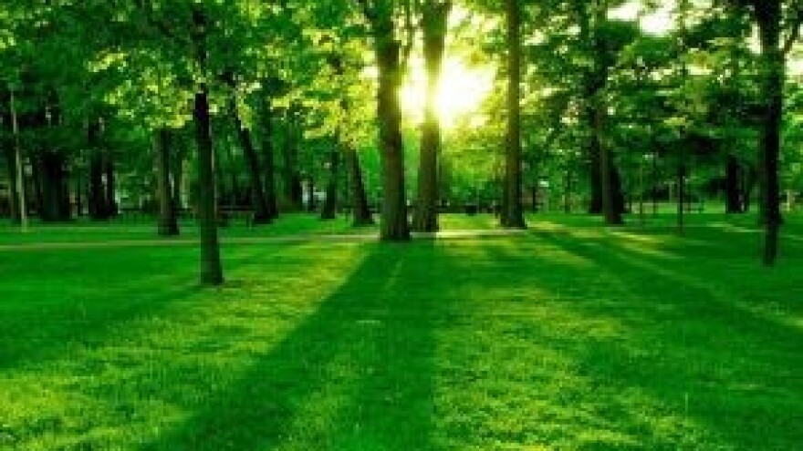 Promocija održivog gospodarenja šumama u BiH