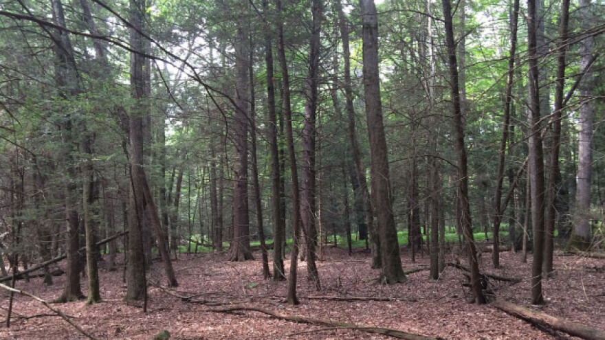 Masovno sušenje četinara na Zlataru