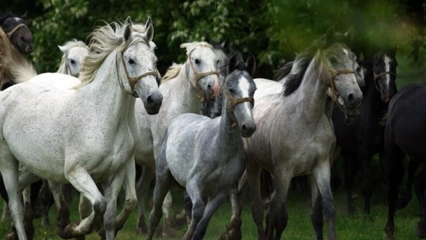 Odgođen odabir pastuha