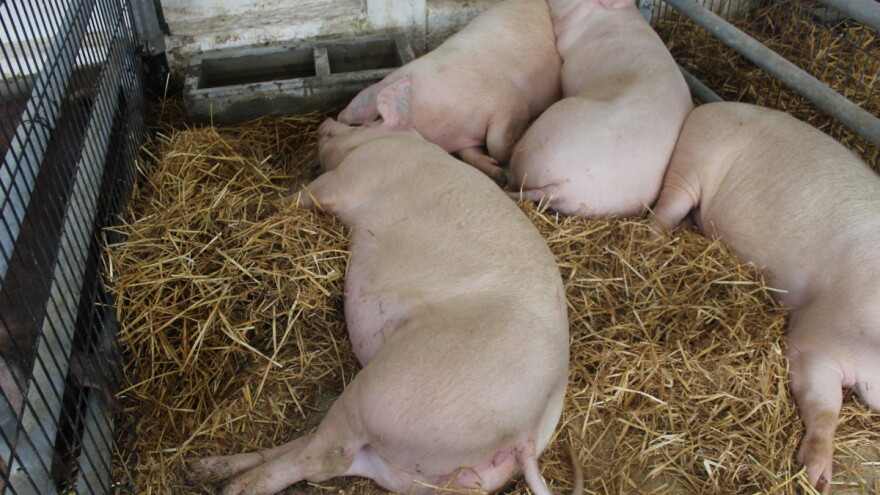 DZS: U 2020. veći izvoz goveda, a smanjena proizvodnja svinja