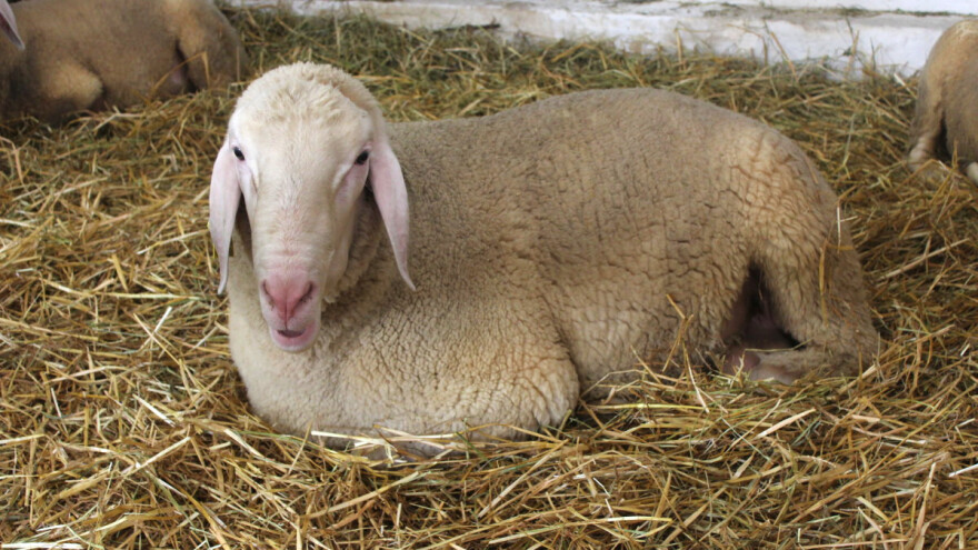 Prijavite se za 23. savjetovanje uzgajivača ovaca i koza