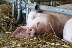 Farmeri iz Semberije pozvani da podignu nivo mjera zbog afričke svinjske kuge