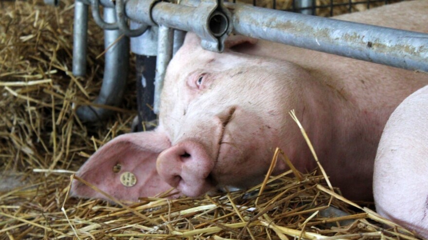 Farmeri iz Semberije pozvani da podignu nivo mjera zbog afričke svinjske kuge