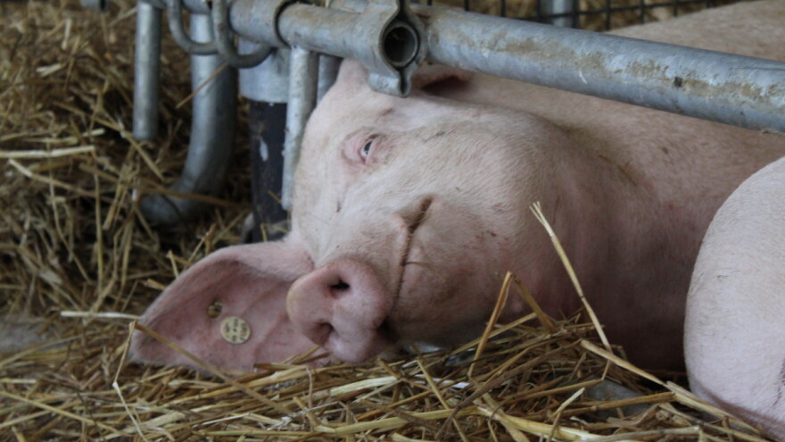 Afrička svinjska kuga sve bliže, Srbija prijavila novih 40 slučajeva