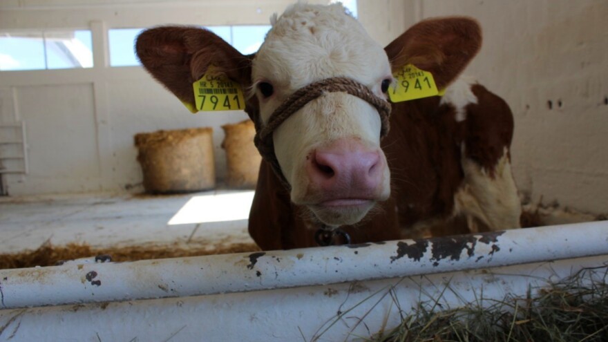 Urušavanje sektora: Gubici stočara dvije milijarde kuna, a i dalje rastu